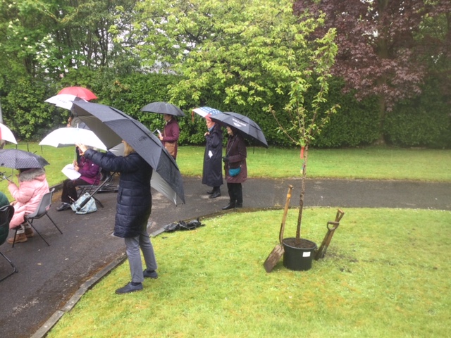 Tree awaiting planting