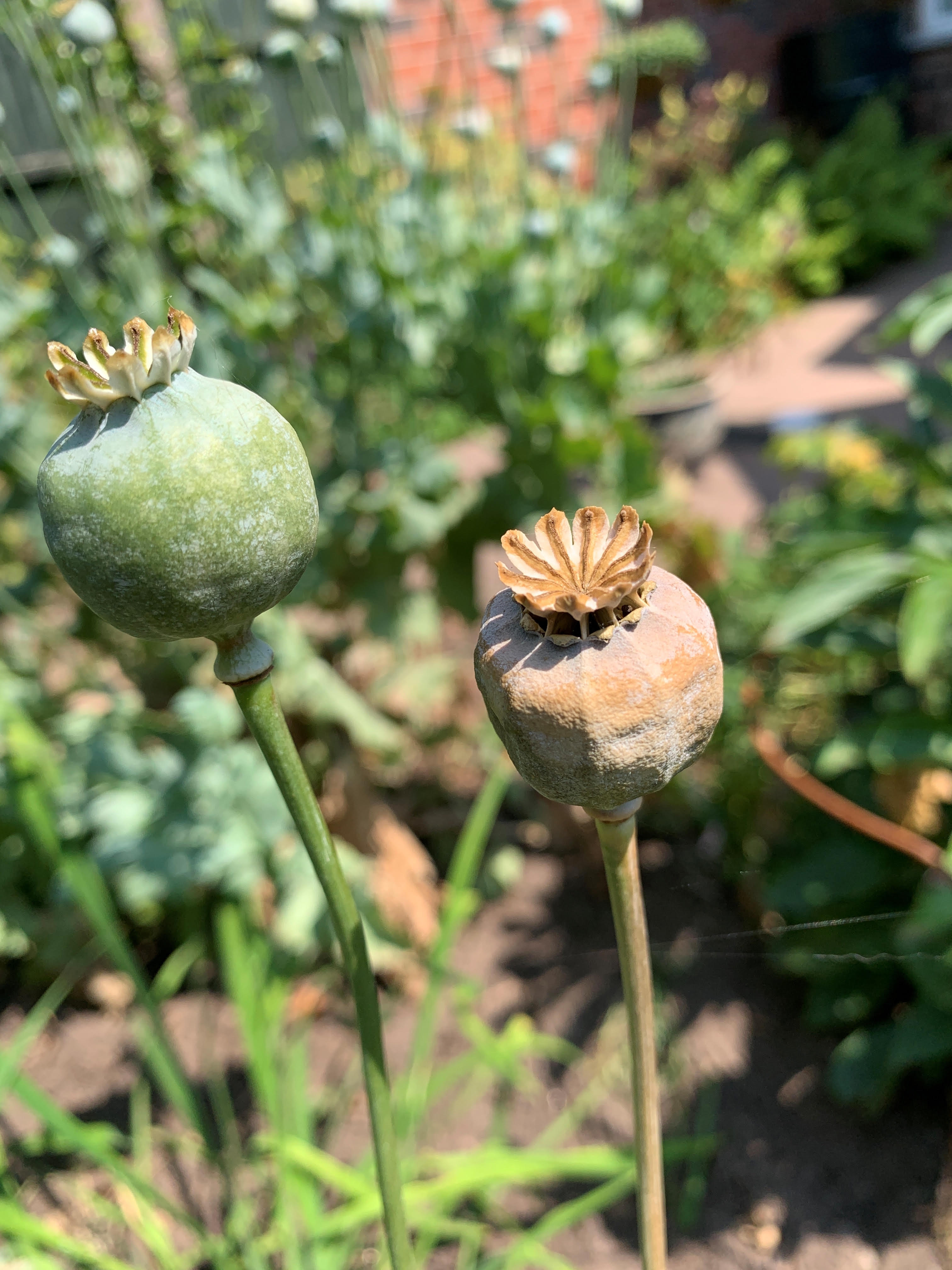 Poppies 3